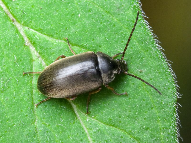 Isomira murina (Linnaeus, 1758)